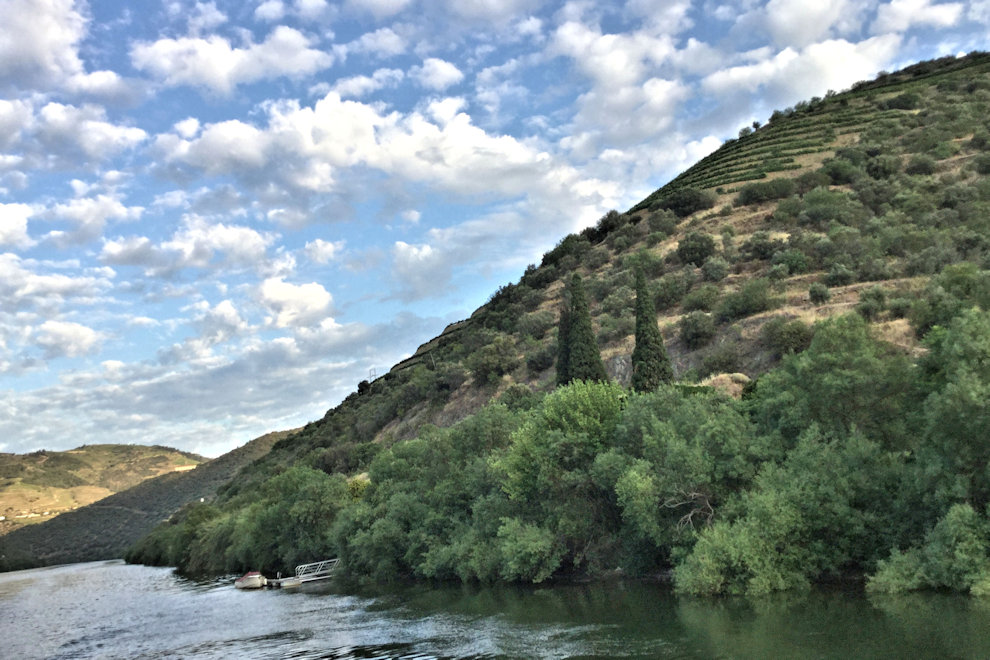 Hillside Vines   photograph